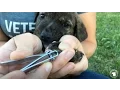 How to Trim Puppy Nails
