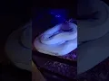 Download Lagu snake white color