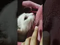 Download Lagu so comfortable 🥰 #mueza #cat #cute #shots #funwithmueza
