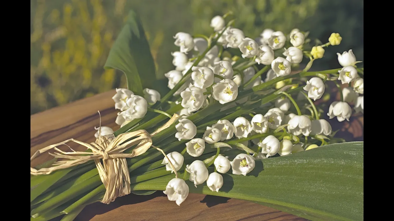 ⁣42 Tv Event | Pourquoi Offre-t-on du Muguet le 1er Mai ? Découvrez la Tradition
