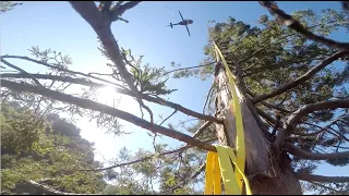 Helicopter Tree Removal Part 1