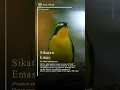 Download Lagu Sikatan Emas #sikatanemas #birds #shorts