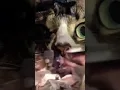 Cat has a Vietnam Flashback