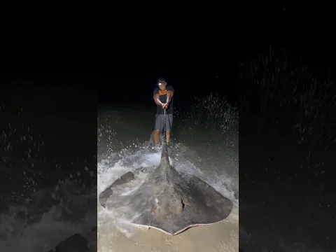 ‼️Huge Ray‼️ # #sharkfishing #fishing #fish #beach