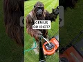 Download Lagu Primary Choice: Bigfoot vs. The World's Smallest Lawnmower (EPIC FAIL!)