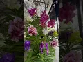 Lagu VANDA ORCHIDS HAVEN, WHAT A BEAUTIFUL SIGHT | Mikel Awitan #vandaorchid #orchid #orchidslover #vanda