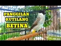 Lagu suara burung kutilang betina memanggil jantan Ampuh jadikan pancingan kutilang
