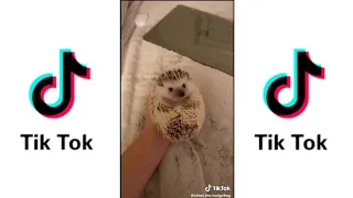 Download ButterCup Tiktok Challenge | TiktokCompilation MP3