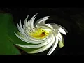 Romantic Classics.  Schubert: Die Schone Mullerin