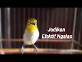 Download Lagu Suara Respon Ngalas Pleci Ini Jadikan Memancing Bunyi Burung Bahan Pleci Bustomi Gacor (9/4/22)
