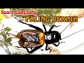 Download Lagu Suara Jangkrik Masteran || Keras dan Jernih
