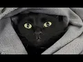 Download Lagu Polite rescue cat talks to mom so gently