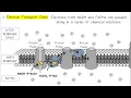 Cellular Respiration AP Biology