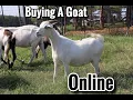 How to buy a Goat Buying a goat from a online auction buying Kiko goats