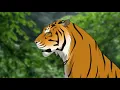 Katy Perry - Roar ( Slowed + Reverb )
