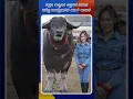 King Kong: The World's Tallest Living Water Buffalo from Thailand | Idhu Sathya