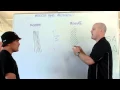 Muscle fiber arrangement PCSA ACSA