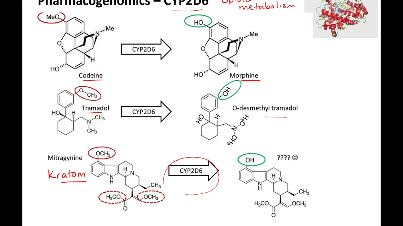 Pharmacogenomics online lecture