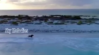 موسيقى هادئه مع الخيل 