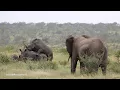 Romantic Rhinos Interrupt Elephant Herd