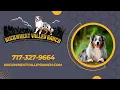 Mini Australian Shepherd Breeder Near Long Island NY