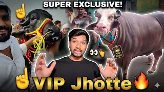 Bakra Eid pr aaye VIP jhotte || Big bull || @Bull.Rider-Vlogs