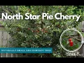 Fruit Tree Favorite The North Star Pie Cherry