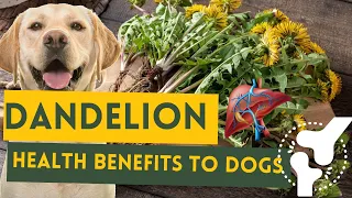 Dandelion for dogs // Nutritional benefits and how to prepare dandelion for dogs