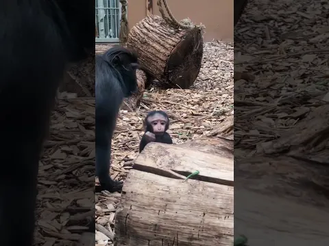 Baby sulawesi crested macaque πβ¨
