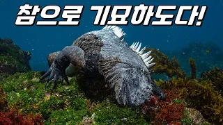 도마뱀이 바다에 살면 벌어지는 일!🦎(ft.바다이구아나의 진화와 기묘한 생물학)