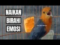 Download Lagu Suara burung Anis merah ini ampuh BIKIN Anis apapun ikut bunyi || HW ANIS MERAH