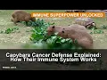 Capybara Cancer Defense Explained How Their Immune System Works