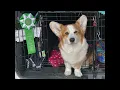 Kirby 2025 AKC Agility Premier Cup on May 2 2025