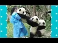 Download Lagu FUNNY and CUTE PANDA will make you LAUGH YOUR HEAD OFF | Funny Babies and Pets
