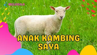 🔴 LAGU ANAK KAMBING SAYA - Lagu Anak Indonesia | Lagu Anak Populer | Lagu Anak Terbaru