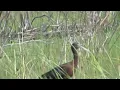 Download Lagu Glossy ibis - Plegadis falcinellus - Vjose Narte - Visit Vlora