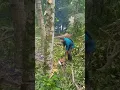jackfruit wood vs stihl 070