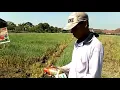 Pt Yanno Agro Scince Indonesia