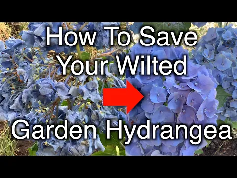 Download MP3 How to save your wilted garden hydrangea immediately!