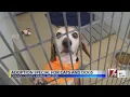 Orange County Animals Services adoption special