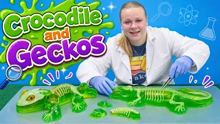 Assistant Nat Geo Gekko and Crocodile Slime Dissection Kits and Fun facts!