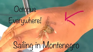 Episode 152 – Octopus Encounters in Montenegro!