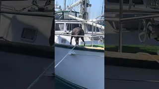 #fyp #doberman #pets #boat