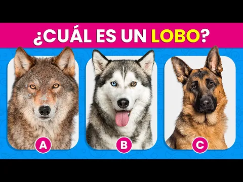 Download MP3 Adivina el Animal Correcto🐺🧐🐶| Diferencia y Reconoce los Animales ✅