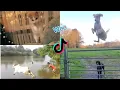 Wee Meme TikTok Compilation Animals Version Try not to laugh me voy a matar wii