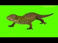 Lizard green screen green screen green screen effect chroma key