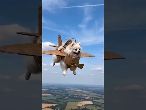 The Dog Built a Plane to Save an Injured Bird!