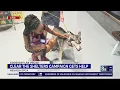 Nevada SPCA offers free adoptions
