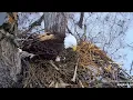 DNF nest March 18th at the end 2026 Explore Live Nature Cams Decorah Eagles - North Nest