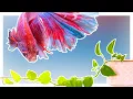 House Plants That Will Improve Your Betta Tank